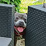 Simba a rejoint le concours — aidez-le/la à gagner de superbes lots ! animal, canine, chair, cute, daylight, dog, domestic_animal, garden, grass, greenery, happy, leisure, nature, outdoor, pet, playful, smiling, sunlight, tongue_out, woven_furniture