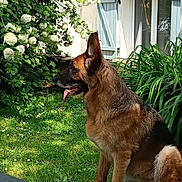 Oyana a rejoint le concours — aidez-le/la à gagner de superbes lots ! dog, german_shepherd, grass, garden, flowers, greenery, house, window, shutters, sunlight, outdoor, pet, animal, canine, nature, sitting, tongue_out, daylight, plant, leaves