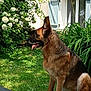 animal, canine, daylight, dog, flowers, garden, german_shepherd, grass, greenery, house, leaves, nature, outdoor, pet, plant, shutters, sitting, sunlight, tongue_out, window