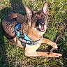 black_mask, brown_fur, canine, companion, dog, german_shepherd, grass, harness, leash, lying_down, nature, open_mouth, outdoor, pet, playful, pointed_ears, portrait, smiling, stick, sunlight