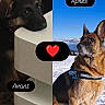 adult_dog, animal, before_and_after, black_and_tan, comparison, dog, german_shepherd, harness, heart, indoor, lying_down, mountains, outdoor, pet, portrait, puppy, sitting, snow, text_overlay, winter