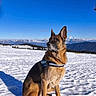 alpine, animal, blue_sky, canine, dog, ears, fur, german_shepherd, harness, landscape, mountains, nature, outdoors, pet, portrait, scenic, sitting, snow, snowy_field, winter