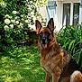 Oyana a rejoint le concours — aidez-le/la à gagner de superbes lots ! german_shepherd, dog, grass, flower, garden, outdoor, greenery, plant, pet, canine, animal, house, window, shutter, sunlight, summer, nature, sitting, tongue_out, fur