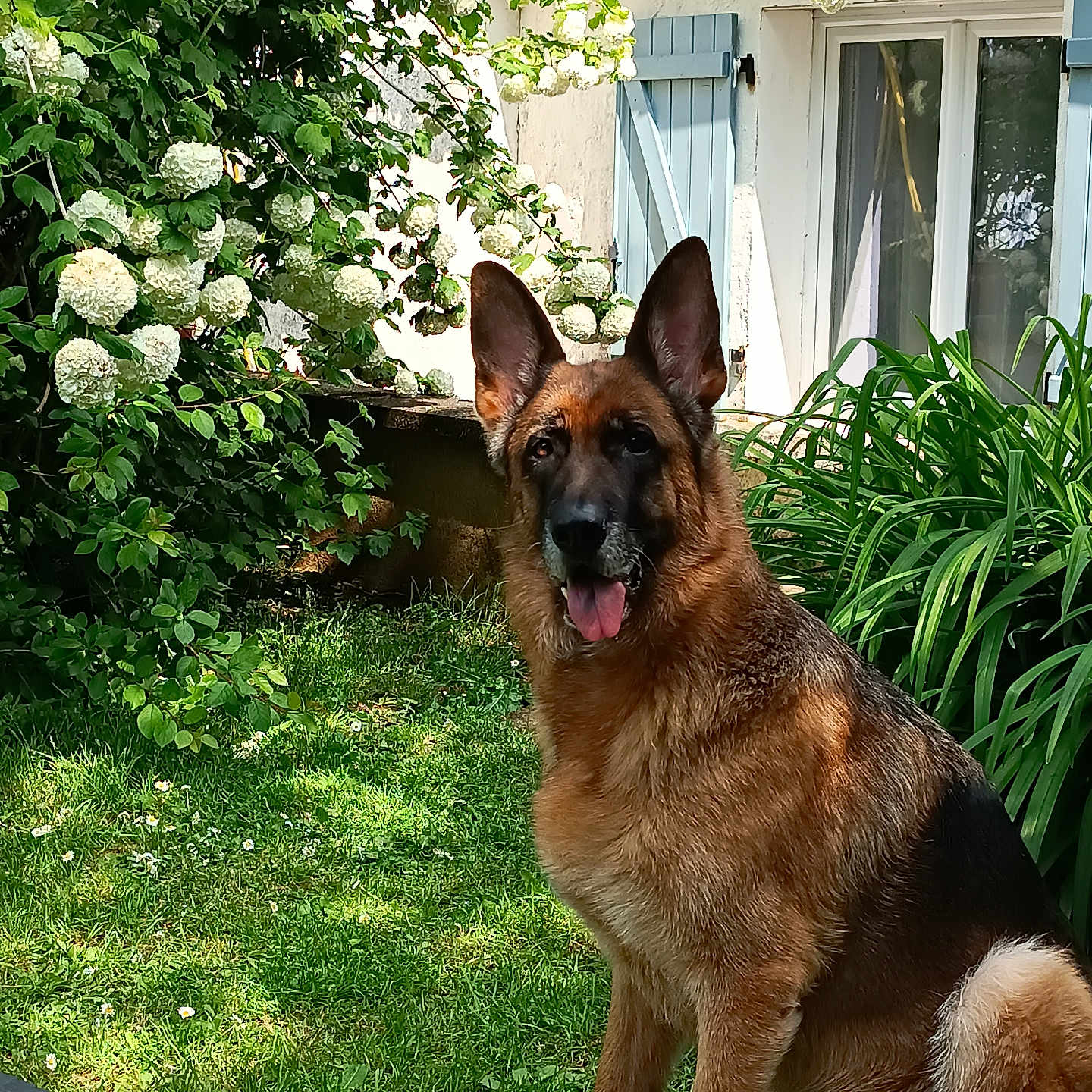Oyana a rejoint le concours — aidez-le/la à gagner de superbes lots ! animal, canine, dog, flower, fur, garden, german_shepherd, grass, greenery, house, nature, outdoor, pet, plant, shutter, sitting, summer, sunlight, tongue_out, window