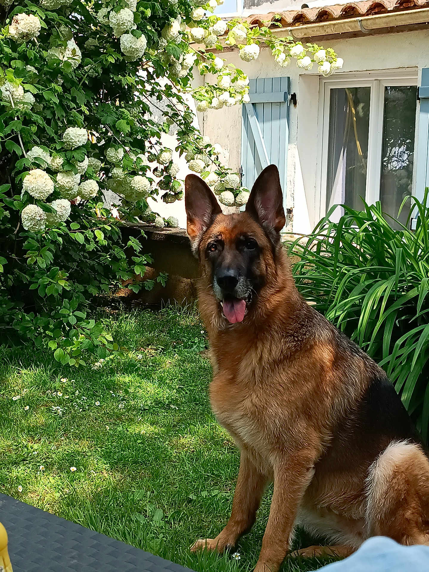 Oyana a rejoint le concours — aidez-le/la à gagner de superbes lots ! german_shepherd, dog, grass, flower, garden, outdoor, greenery, plant, pet, canine, animal, house, window, shutter, sunlight, summer, nature, sitting, tongue_out, fur