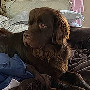 Brownie Bear joined the competition — help win amazing prizes! bed, bedroom, blanket, brown_fur, chocolate_lab, curtain, dog, floppy_ears, indoor, long_hair, lying_down, pet, photogallery, pillows, portrait, relaxed, serious_expression, side_profile, smartphone, wallpaper