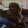 bed, bedroom, blanket, brown_fur, chocolate_lab, curtain, dog, floppy_ears, indoor, long_hair, lying_down, pet, photogallery, pillows, portrait, relaxed, serious_expression, side_profile, smartphone, wallpaper