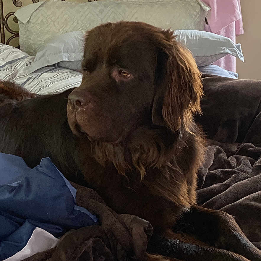Brownie Bear