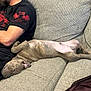 Tenoch joined the competition — help win amazing prizes! puppy, dog, sleeping, couch, sofa, person, arm, black_tshirt, tattoo, relaxed, indoor, resting, cozy, furniture, canine, nap, domestic, companion, brown_dog, casual