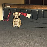Tenoch is registered to the contest to win money with this photo: puppy, dog, bed, bedspread, black, headboard, indoor, pet, animal, young, cute, sitting, fur, looking, cozy, blanket, room, furniture, domestic, companion