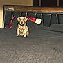 puppy, dog, bed, bedspread, black, headboard, indoor, pet, animal, young, cute, sitting, fur, looking, cozy, blanket, room, furniture, domestic, companion