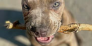 Tenoch is registered to the contest to win money with this photo: puppy, dog, stick, close_up, animal, pet, outdoor, playful, brown, canine, young, cute, fur, mouth, nose, eyes, sunlight, shadow, background_blur, chewing