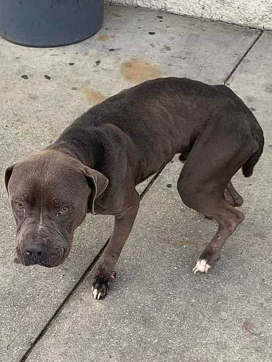 Clutch is registered to the contest to win money with this photo: canidae, carnivore, collar, companion_dog, dog, dog_breed, dog_collar, fawn, leash, liver, metal, paw, puppy, snout, sporting_group, tail, terrestrial_animal, whiskers, working_animal, working_dog