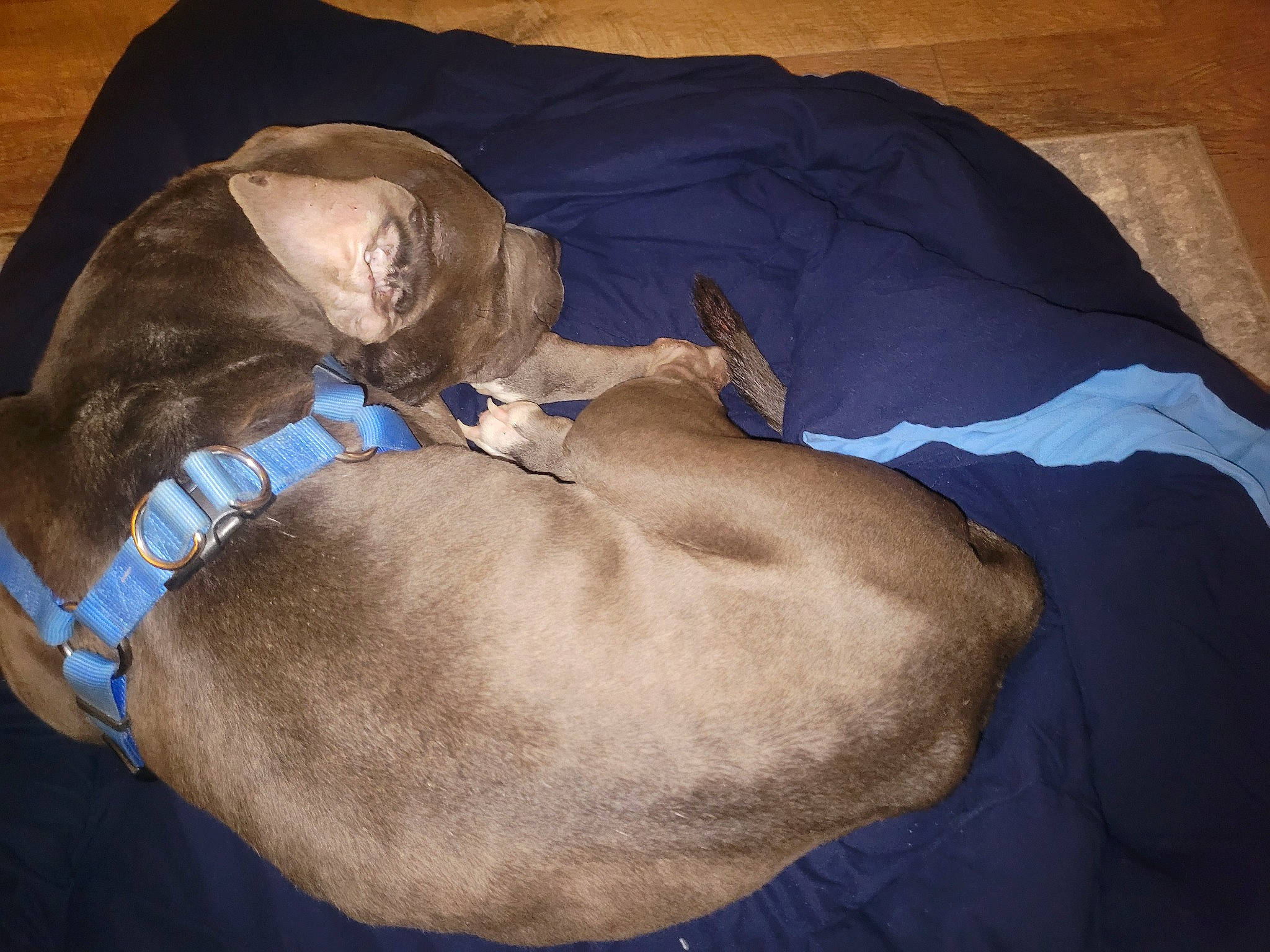 Clutch joined the competition — help win amazing prizes! brown, canidae, carnivore, collar, comfort, companion_dog, dog, dog_breed, ear, electric_blue, fawn, felidae, fur, linens, liver, small_to_medium_sized_cats, snout, sporting_group, whiskers, working_animal