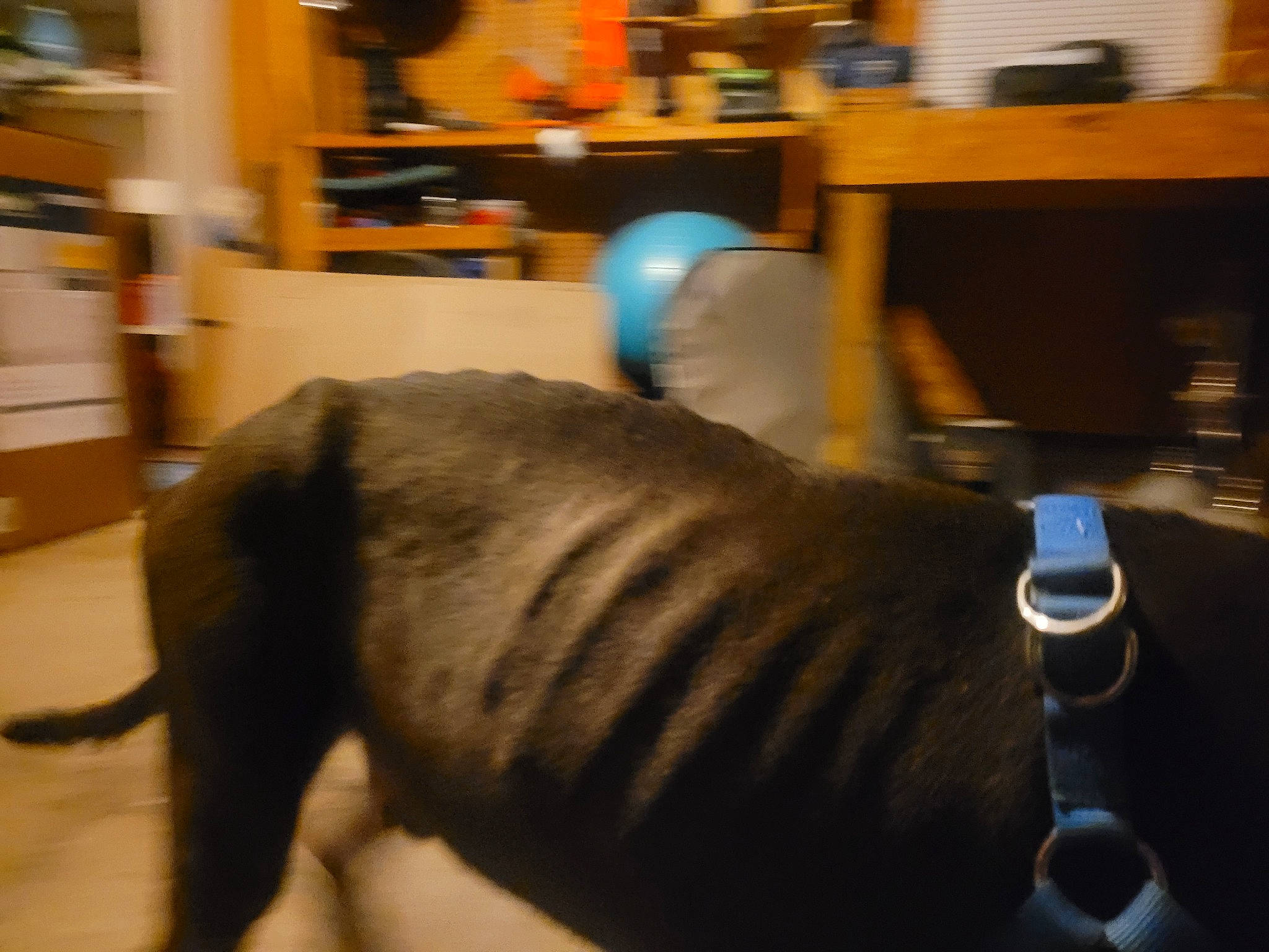 Clutch is registered to the contest to win money with this photo: audio_equipment, carnivore, chest, comfort, companion_dog, dog, dog_breed, elbow, fawn, flooring, hardwood, human_leg, knee, sportswear, tail, thigh, trunk, wood, working_animal, wrist