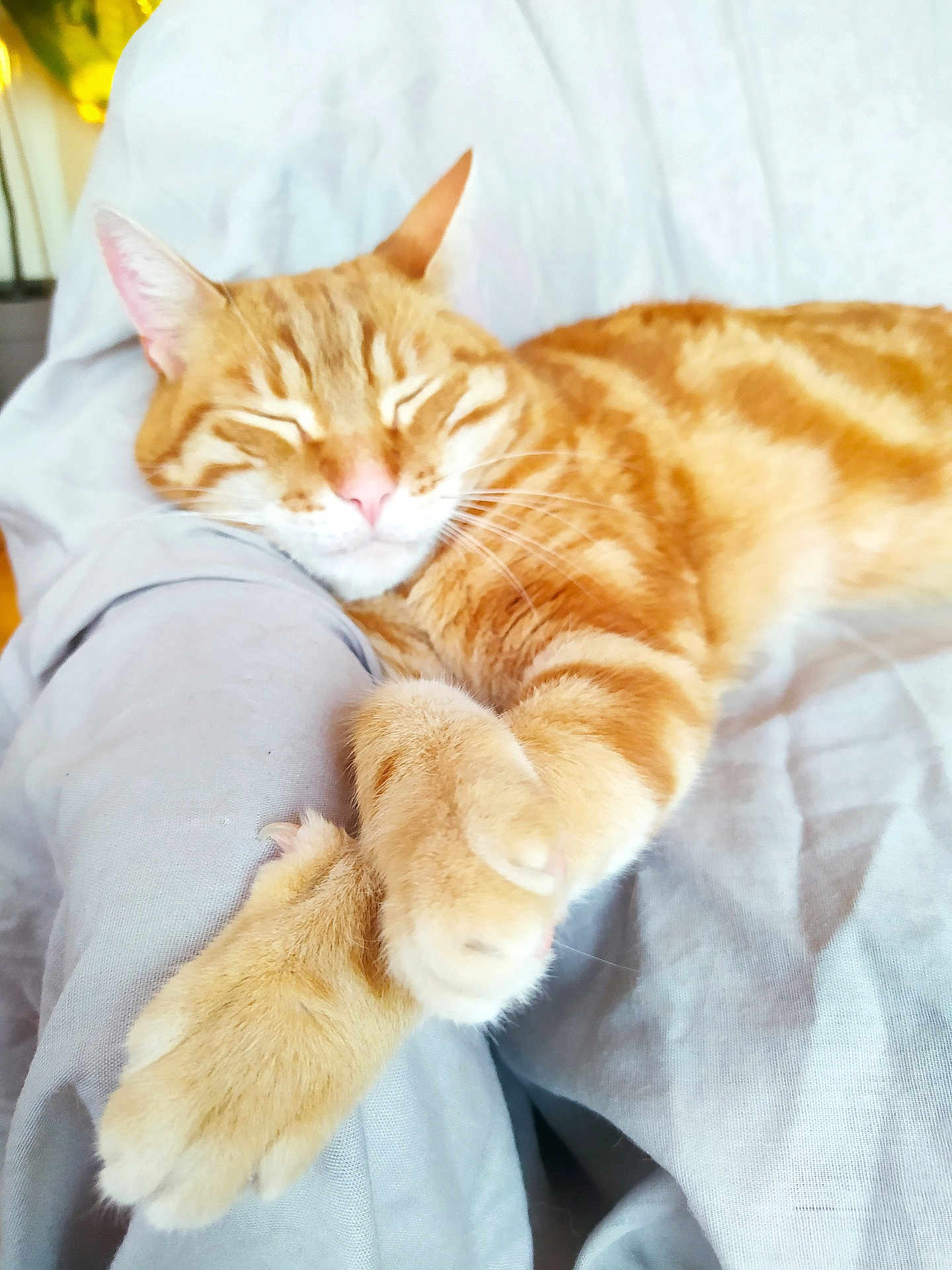 Momo a rejoint le concours — aidez-le/la à gagner de superbes lots ! cat, orange_tabby, sleeping, paws, cozy, blanket, relaxation, feline, pet, domestic_cat, whiskers, fur, cute, resting, animal, indoor, closeup, soft, comfort, nap