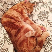 Momo a rejoint le concours — aidez-le/la à gagner de superbes lots ! animal, bed, blanket, cat, cozy, cute, domestic_cat, feline, fur, indoor, orange_tabby, patterned_bedding, paw, pet, relaxed, resting, sleeping, soft, tail, whiskers