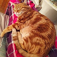 Momo participe au concours pour gagner de l'argent avec cette photo : cat, orange_tabby, sleeping, pet, fur, lap, person, plaid_pants, indoor, cozy, resting, whiskers, tail, claws, pink, purple, fabric, wood_floor, table, soft