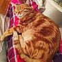 cat, orange_tabby, sleeping, pet, fur, lap, person, plaid_pants, indoor, cozy, resting, whiskers, tail, claws, pink, purple, fabric, wood_floor, table, soft