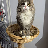 Skity a rejoint le concours — aidez-le/la à gagner de superbes lots ! cat, feline, pet, animal, gray, white, fluffy, basket, scratching_post, indoor, standing, fur, whiskers, ears, paws, home, cozy, domestic, looking, cute