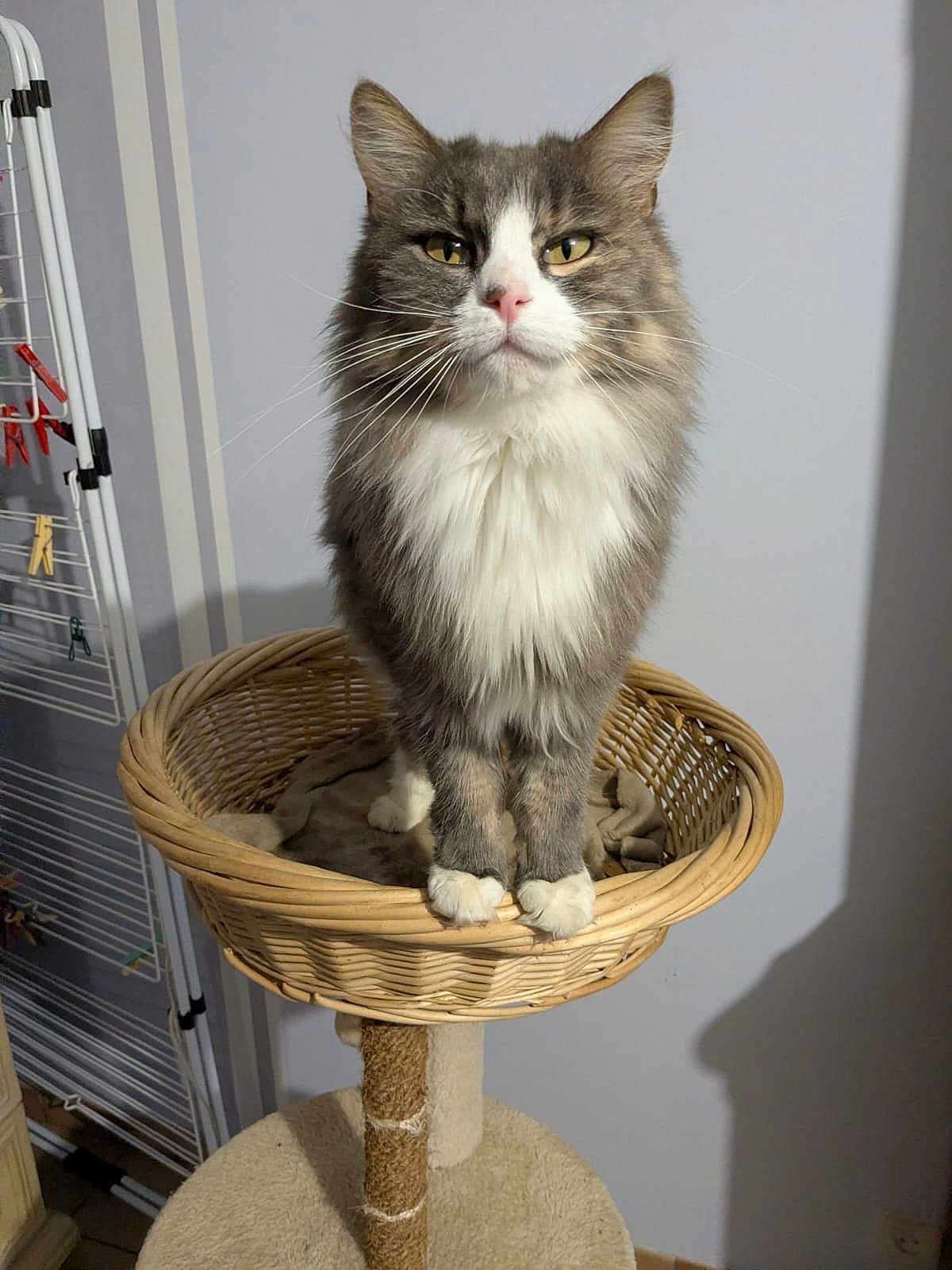 Skity a rejoint le concours — aidez-le/la à gagner de superbes lots ! cat, feline, pet, animal, gray, white, fluffy, basket, scratching_post, indoor, standing, fur, whiskers, ears, paws, home, cozy, domestic, looking, cute