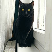 Jade a rejoint le concours — aidez-le/la à gagner de superbes lots ! black_cat, cat, yellow_eyes, windowsill, window, curtain, radiator, indoor, pet, animal, feline, sitting, whiskers, fur, domestic_cat, looking, close_up, household, natural_light, quiet