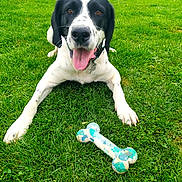 Uguy participe au concours pour gagner de l'argent avec cette photo : dog, grass, toy, bone, playful, outdoor, pet, black_and_white, tongue_out, collar, garden, greenery, happy, animal, canine, summer, nature, chewed_toy, front_legs, lawn