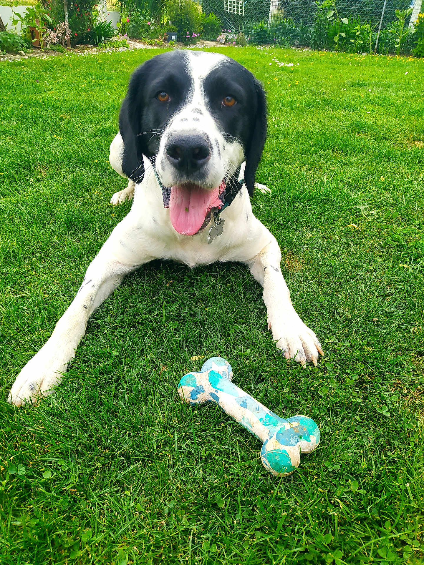 Uguy participe au concours pour gagner de l'argent avec cette photo : dog, grass, toy, bone, playful, outdoor, pet, black_and_white, tongue_out, collar, garden, greenery, happy, animal, canine, summer, nature, chewed_toy, front_legs, lawn