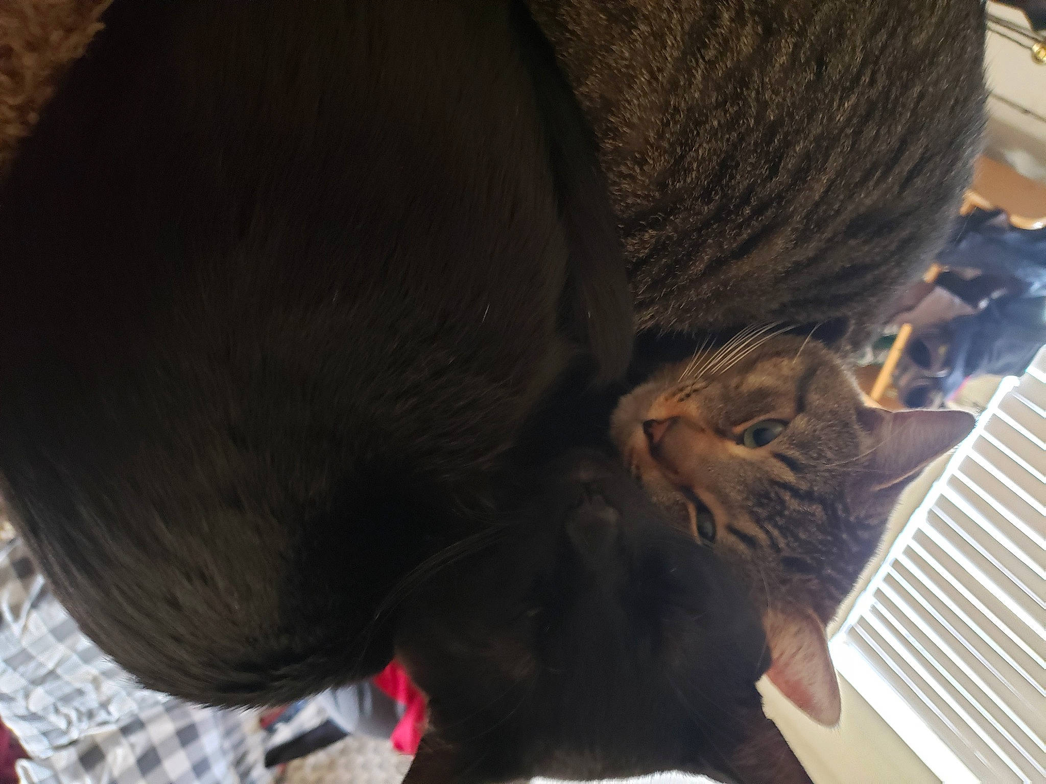 Bucky joined the competition — help win amazing prizes! canidae, carnivore, cat, claw, comfort, companion_dog, dog_breed, domestic_short_haired_cat, felidae, flooring, fur, gesture, nail, nap, personal_protective_equipment, small_to_medium_sized_cats, snout, sporting_group, tail, whiskers