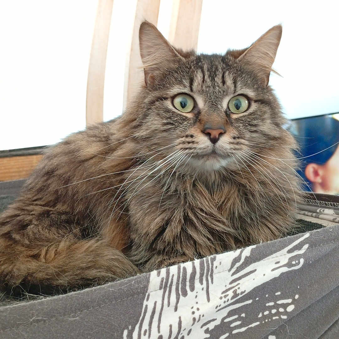 Simba participe au concours pour gagner de l'argent avec cette photo : animal, bed, cat, closeup, cozy, curious, cute, domestic, fabric, feline, fluffy, fur, green_eyes, indoors, lounging, pet, resting, soft, tabby, whiskers