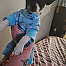 Pixie is registered to the contest to win money with this photo: puppy, dog, blue_clothing, tattoo, bed, striped_bedspread, indoor, hand, animal, pet, small_dog, black_and_white, cute, pajamas, furniture, wall, person, holding, young_dog, canine