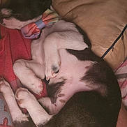Pixie joined the competition — help win amazing prizes! puppy, dog, sleeping, bow_tie, colorful, curled_up, pink, black_and_white, fur, paw, cute, pet, resting, indoors, blanket, cozy, animal, companion, young, soft