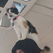Luna is registered to the contest to win money with this photo: calico_cat, cat, pet, indoor, person, hoodie, glasses, headwear, curious, feline, animal, black_hoodie, white_cat, orange_cat, black_cat, indoor_lighting, ceiling, geometric_pattern, looking_away, human