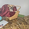 Pugsley is registered to the contest to win money with this photo: puppy, dog, basket, blanket, marble_table, indoor, pet, small_dog, curious, brown_fur, household, cozy, cute, animal, fur, ears, tabletop, domestic, young, pet_bed