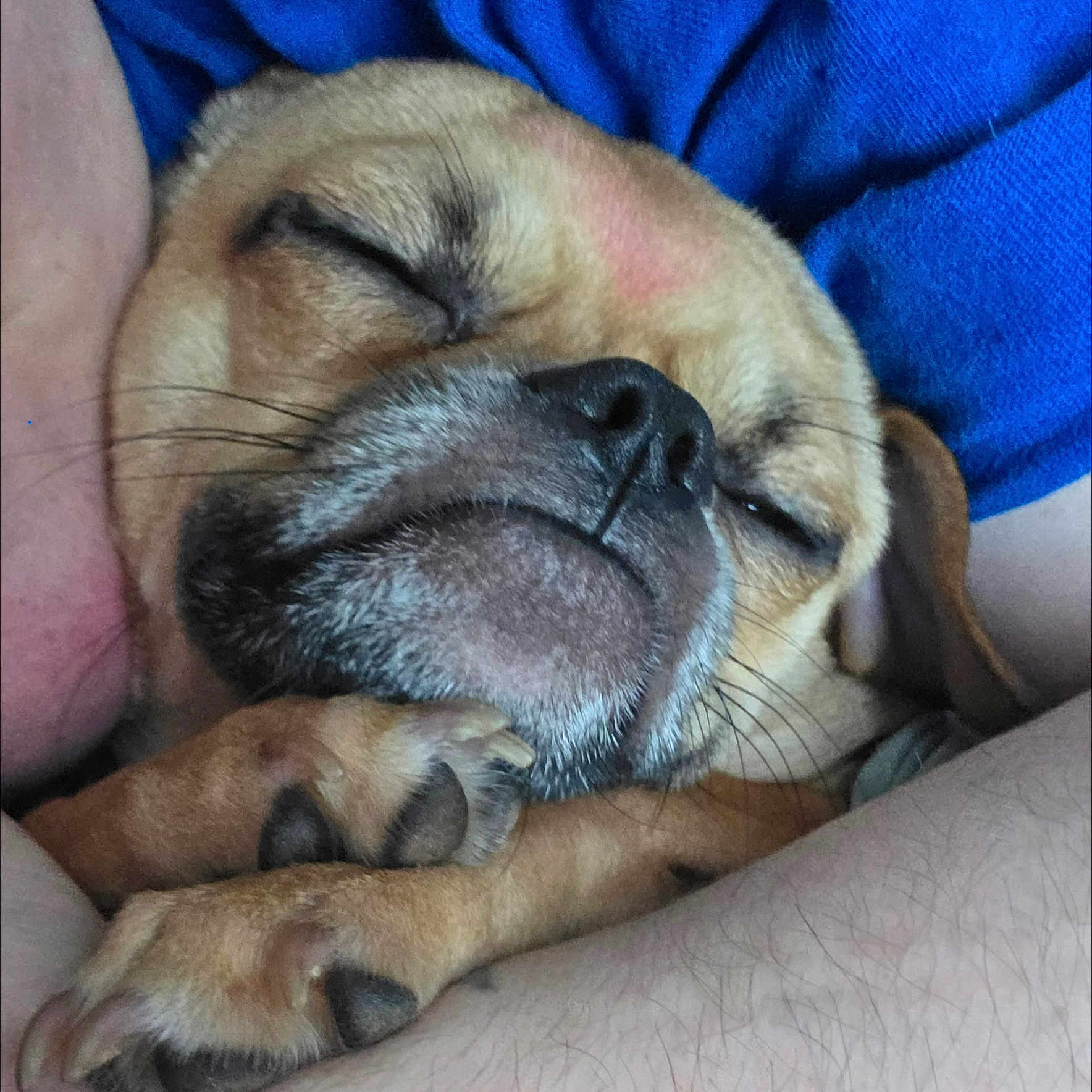 Pugsley