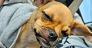 Pugsley is registered to the contest to win money with this photo: dog, chihuahua, small_dog, pet, animal, cute, cozy, hoodie, clothing, car_interior, seatbelt, close_up, ears, face, fur, whiskers, expression, light, shadow, indoor