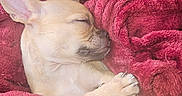 Pugsley joined the competition — help win amazing prizes! animal, basket, blanket, cozy, cute, dog, fur, indoors, paw, peaceful, pet, puppy, red, relaxing, rest, sleeping, small, snug, soft, warm