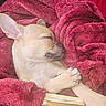 Pugsley joined the competition — help win amazing prizes! dog, puppy, sleeping, blanket, red, cozy, basket, pet, fur, paw, cute, rest, animal, snug, soft, indoors, small, relaxing, peaceful, warm