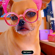 Pugsley is registered to the contest to win money with this photo: dog, glasses, pink_wig, butterfly, indoor, pet, filter, social_media, screen_capture, cute, small_dog, accessory, colorful_background, portrait, funny, animal, face, digital_effect, technology, photo