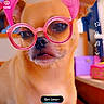 dog, glasses, pink_wig, butterfly, indoor, pet, filter, social_media, screen_capture, cute, small_dog, accessory, colorful_background, portrait, funny, animal, face, digital_effect, technology, photo