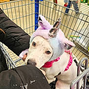 Sky joined the competition — help win amazing prizes! dog, unicorn_hat, shopping_cart, pet, store, aisle, person, clothing, jacket, floor, shelf, shoes, leash, pink_harness, cute, animal, indoor, shopping, white_dog, horns