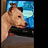 Sky is registered to the contest to win money with this photo: dog, white_dog, side_profile, couch, television, living_room, indoor, pet, watching_tv, black_spots, furniture, screen, home, animal, canine, focused, entertainment, relaxing, domestic, companion