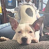 Sky joined the competition — help win amazing prizes! dog, pet, indoor, furniture, blanket, ears, relaxed, spot, heart_shaped_mark, refrigerator, chair, table, home, living_room, couch, animal, resting, cute, domestic, casual