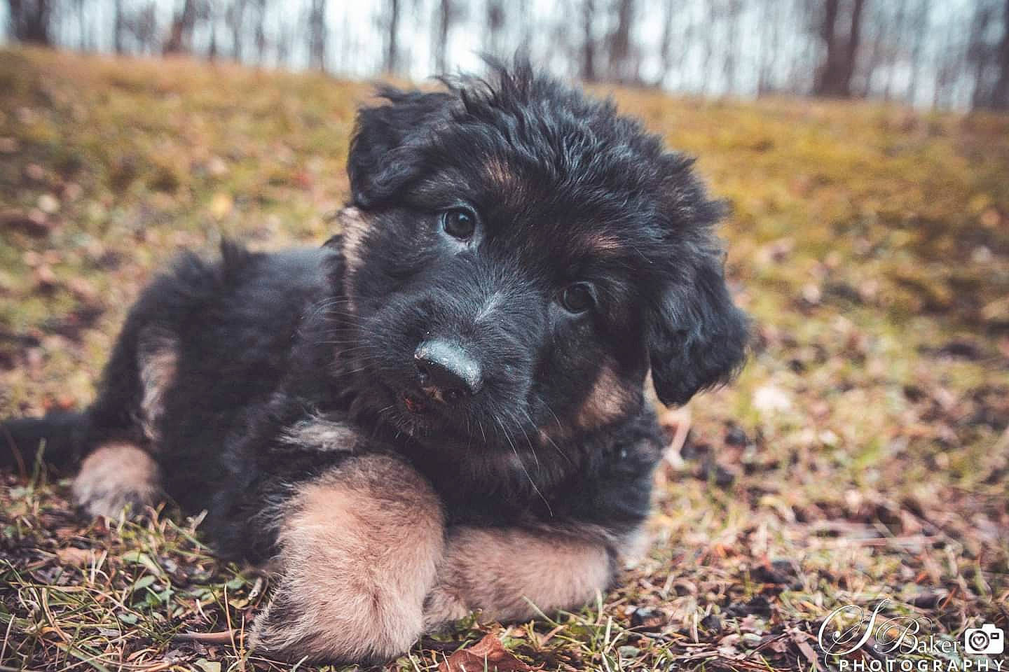 Trooper joined the competition — help win amazing prizes! autumn, canidae, carnivore, companion_dog, dog, dog_breed, fur, mammal, puppy, snout, sporting_group, street_dog, terrier, working_animal, working_dog