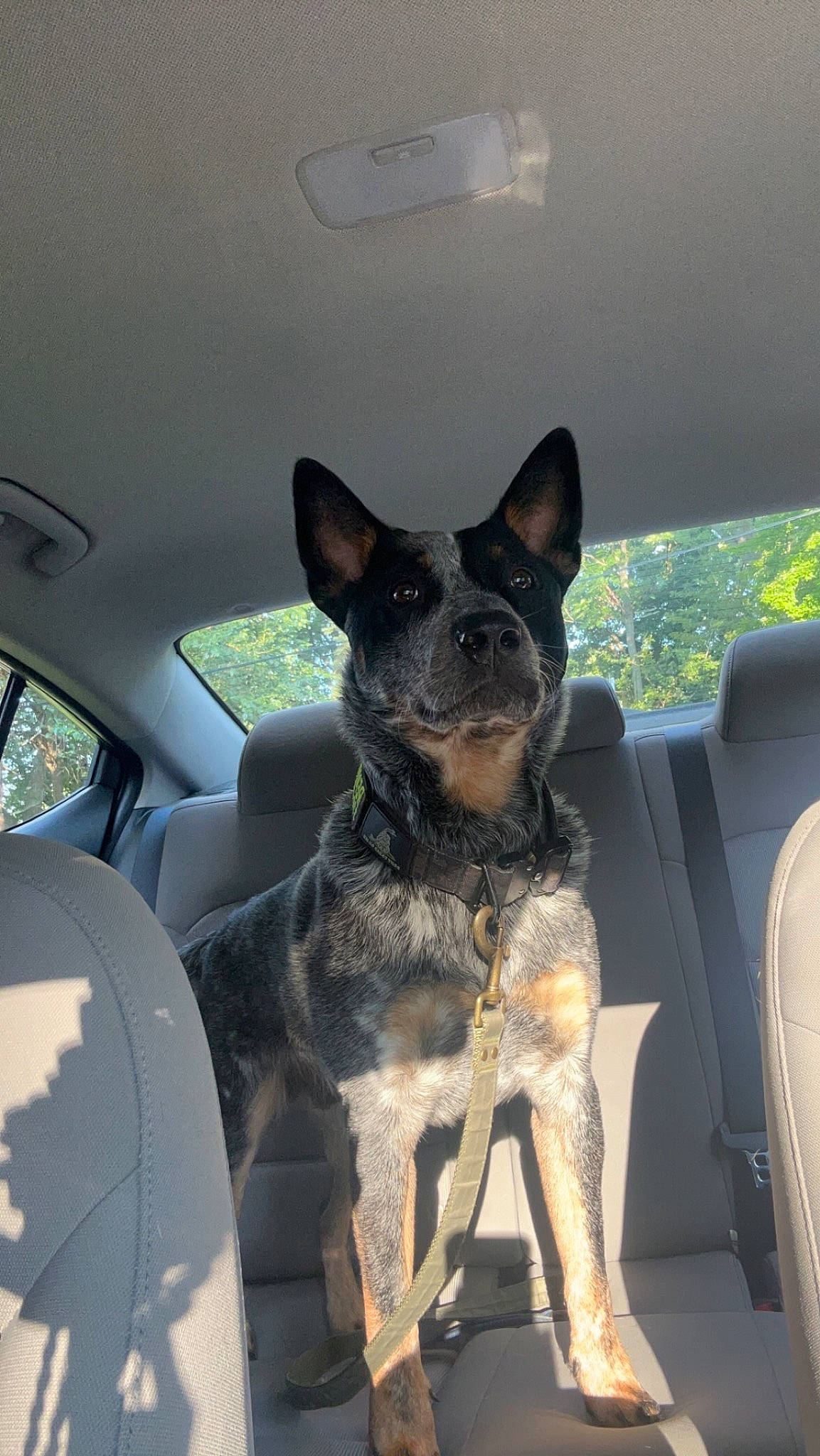 Remington joined the competition — help win amazing prizes! auto_part, automotive_exterior, car, car_seat, carnivore, collar, companion_dog, dog, dog_breed, fawn, motor_vehicle, snout, sporting_group, texas_heeler, vehicle, vehicle_door, whiskers, window, windshield, working_animal