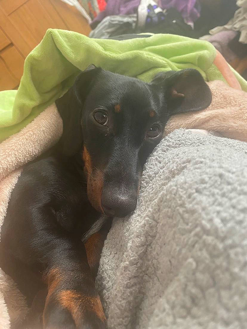 Lila joined the competition — help win amazing prizes! canidae, carnivore, comfort, companion_dog, dog, dog_breed, fawn, fur, guard_dog, liver, montenegrin_mountain_hound, paw, pet_supply, snout, sporting_group, terrestrial_animal, toy_dog, whiskers, working_animal