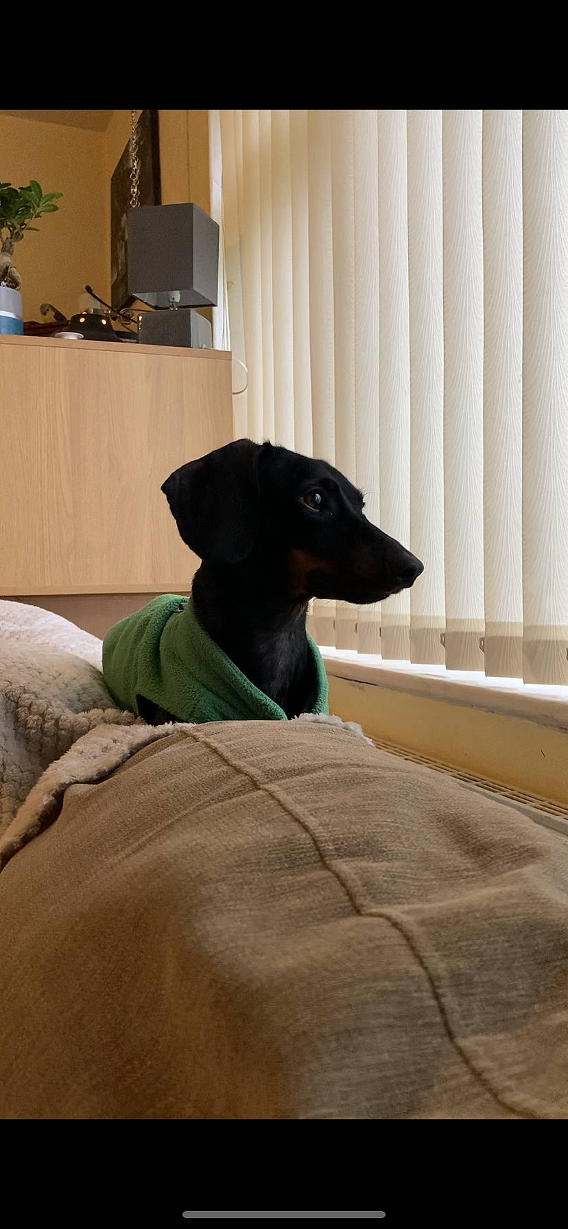 Lila joined the competition — help win amazing prizes! canidae, carnivore, comfort, companion_dog, dog, dog_breed, fawn, flooring, grey, hardwood, houseplant, linens, plant, room, sporting_group, terrestrial_animal, toy_dog, whiskers, wood, working_animal