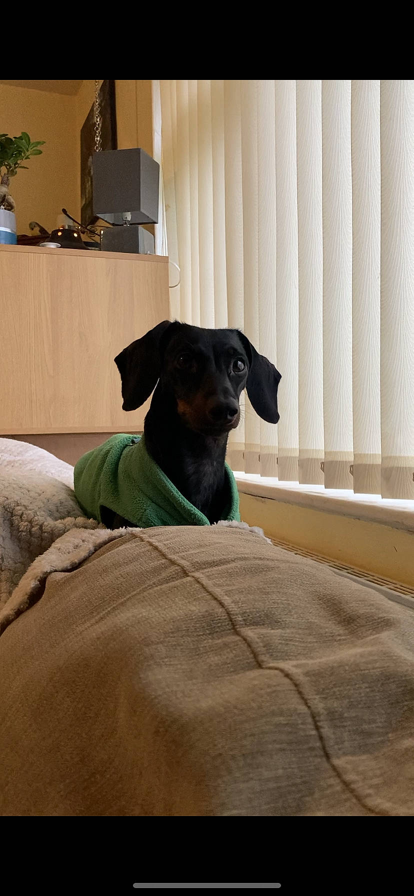 Lila joined the competition — help win amazing prizes! carnivore, comfort, companion_dog, dog, dog_breed, dog_supply, fawn, flooring, guard_dog, hardwood, houseplant, linens, living_room, pet_supply, room, snout, sporting_group, whiskers, wood, working_animal