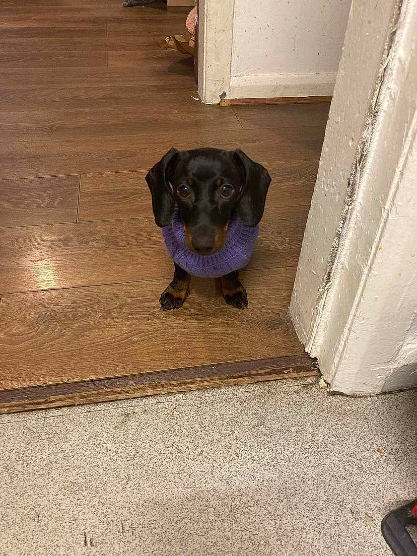 Lila joined the competition — help win amazing prizes! brown, carnivore, companion_dog, dog, dog_breed, door, electric_blue, fawn, floor, flooring, hardwood, laminate_flooring, liver, plank, snout, tail, tints_and_shades, wood, wood_flooring, working_animal