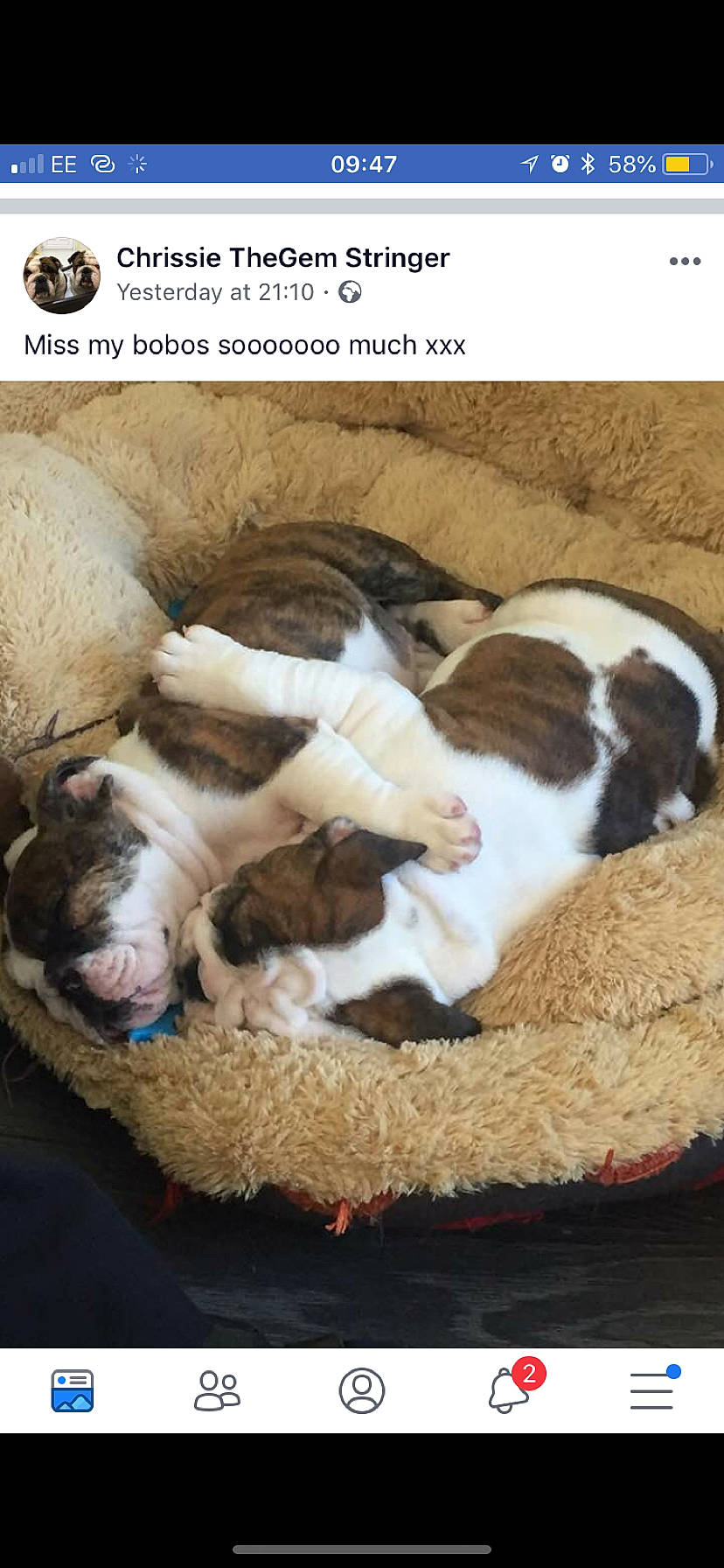 Arthur is registered to the contest to win money with this photo: canidae, carnivore, cat_supply, comfort, companion_dog, dog, dog_breed, fawn, felidae, fur, linens, nap, paw, small_to_medium_sized_cats, snout, sporting_group, tail, terrestrial_animal, whiskers, wood